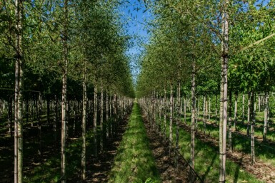 Alnus glutinosa 'Laciniata' hochstamm 10/12