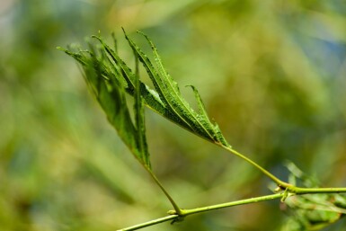 Alnus glutinosa 'Laciniata' hochstamm 10/12