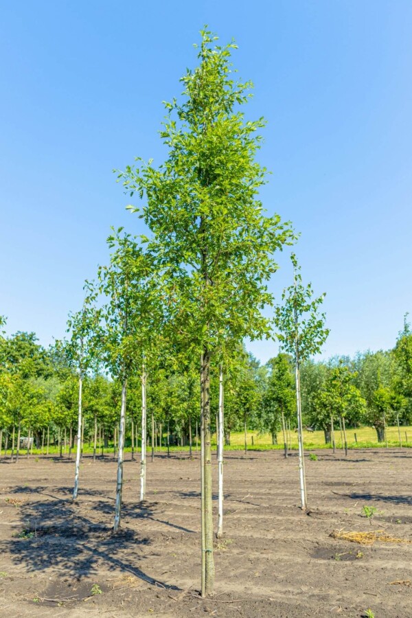 Alnus glutinosa 'Laciniata' HO 10/12 P/K Alnus glutinosa 'Laciniata' Hochstamm 10/12