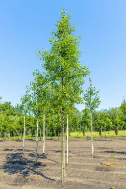 Alnus glutinosa 'Laciniata' hochstamm 10/12