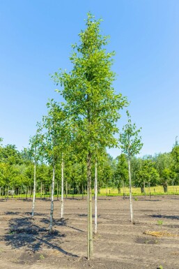 Alnus glutinosa 'Laciniata' HO 10/12 P/K Alnus glutinosa 'Laciniata' Hochstamm 10/12