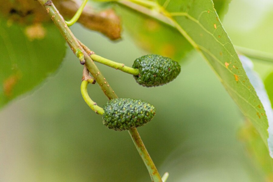 Alnus cordata Alnus cordata