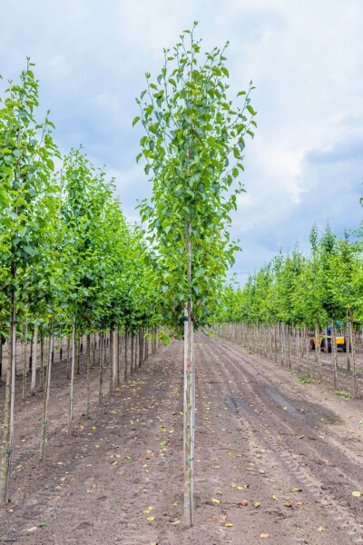 Alnus cordata Hochstamm Alnus cordata Hochstamm