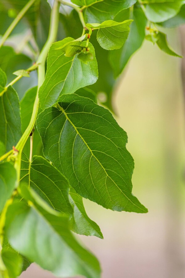 Alnus cordata HO 10/12 P/K Alnus cordata Hochstamm 10/12
