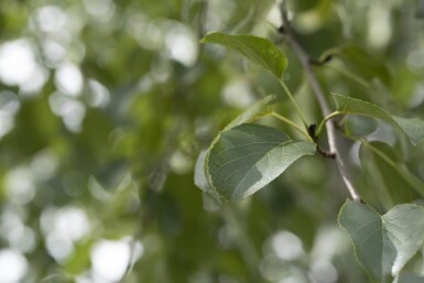 Alnus cordata hochstamm 10/12