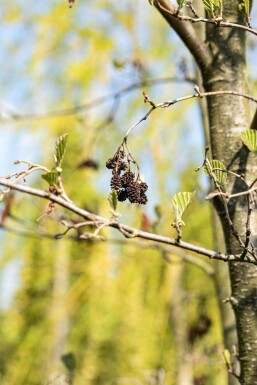 Alnus cordata hochstamm 10/12