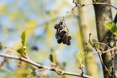 Alnus cordata hochstamm 10/12