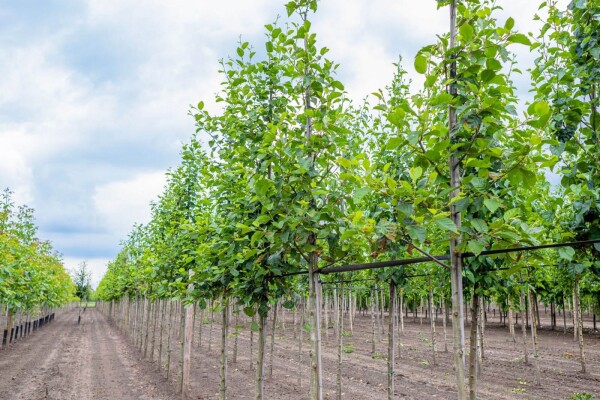 Alnus incana Alnus incana