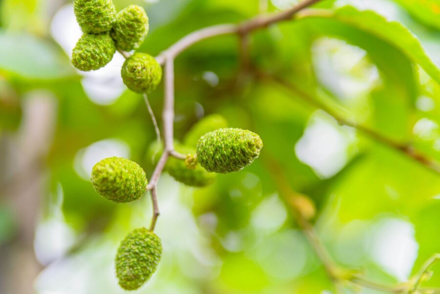Alnus incana Alnus incana