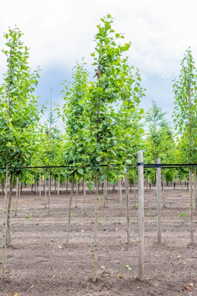 Alnus incana hochstamm