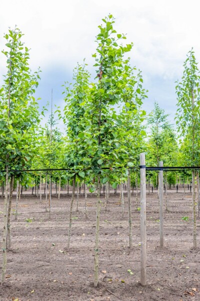 Alnus incana Hochstamm Alnus incana Hochstamm