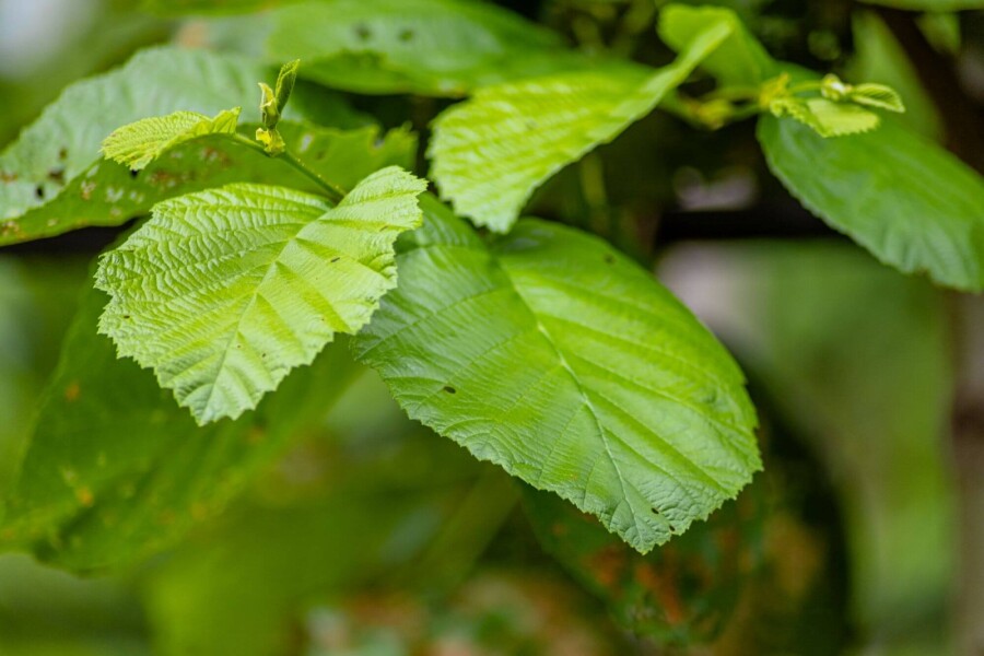 Alnus incana HO 10/12 P/K Alnus incana Hochstamm 10/12