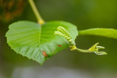 Alnus incana hochstamm 10/12