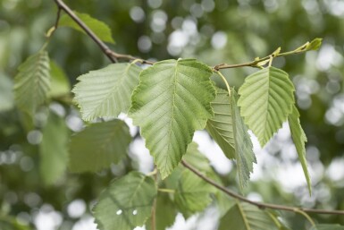 Alnus incana hochstamm 10/12