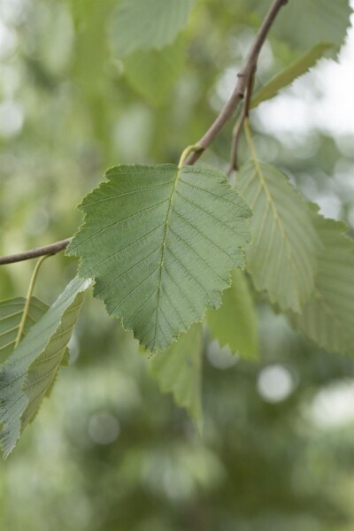 Alnus incana Mehrstämmig Alnus incana Mehrstämmig
