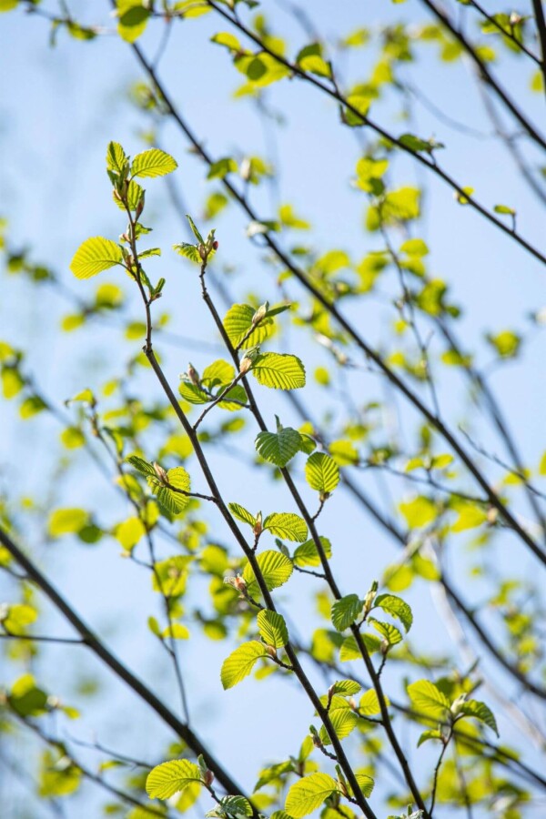 Alnus incana ME 200-250 P/K Alnus incana Mehrstämmig 200-250