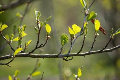 Alnus incana mehrstämmig 200-250