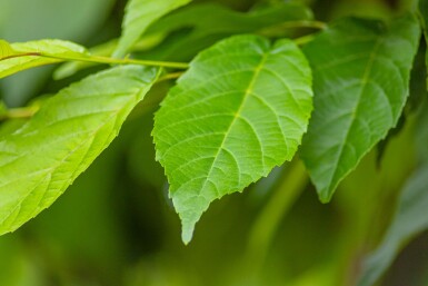 Alnus spaethii