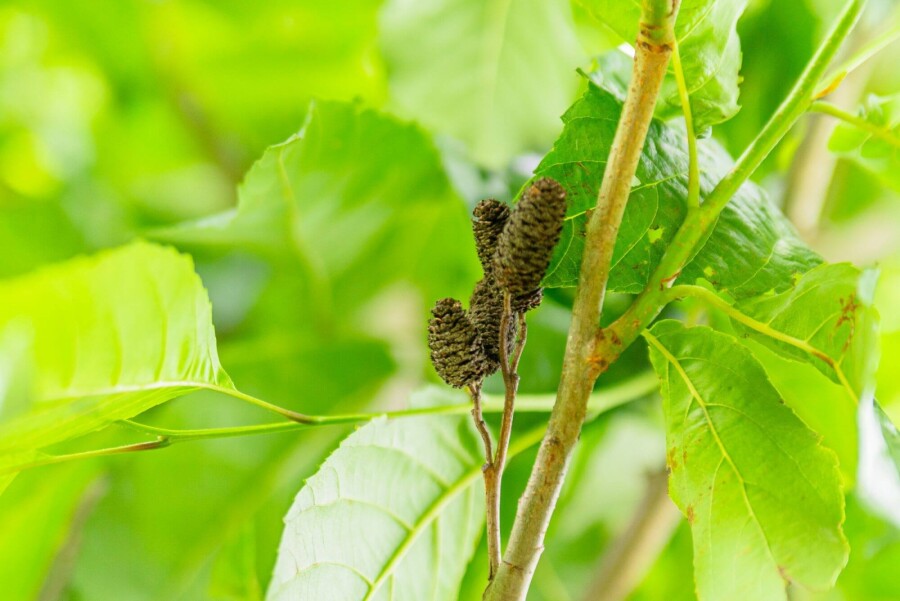 Alnus spaethii Alnus spaethii