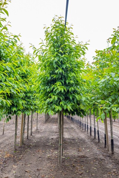 Alnus spaethii Hochstamm Alnus spaethii Hochstamm