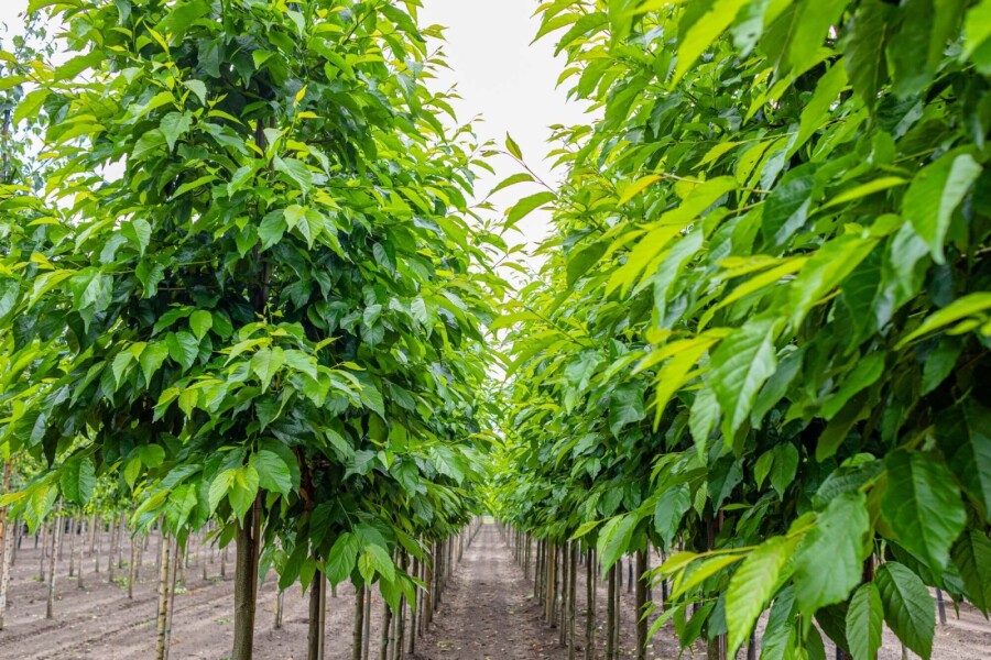 Alnus spaethii HO 10/12 P/K Alnus spaethii Hochstamm 10/12