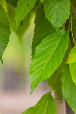 Alnus spaethii HO 10/12 P/K Alnus spaethii Hochstamm 10/12