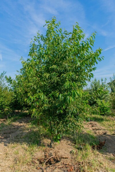 Alnus spaethii Mehrstämmig Alnus spaethii Mehrstämmig