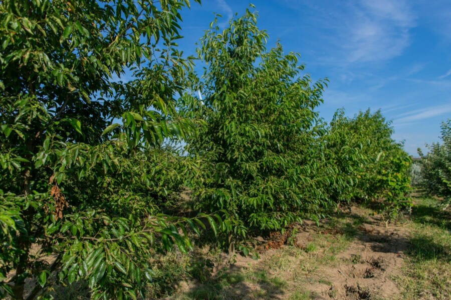 Alnus spaethii ME 200-250 P/K Alnus spaethii Mehrstämmig 200-250