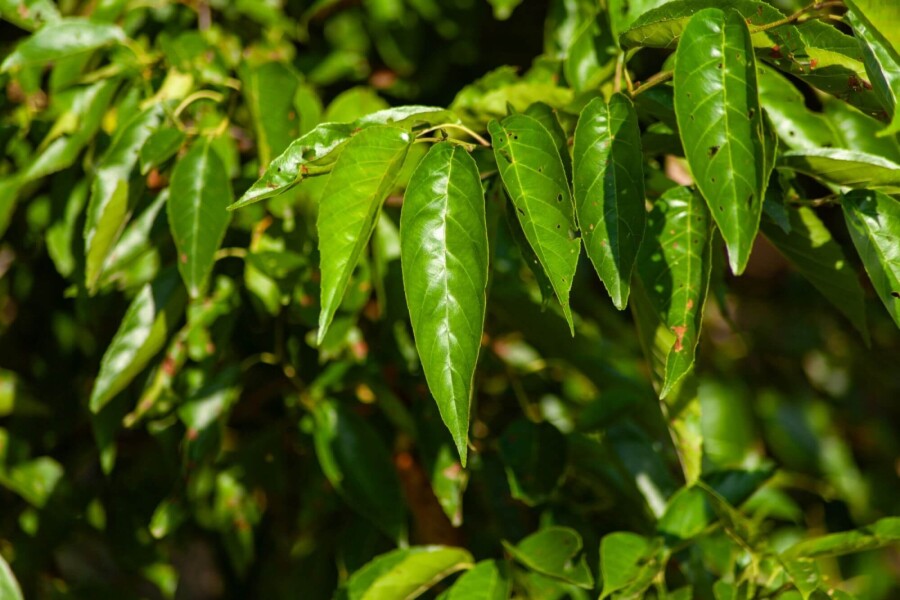 Alnus spaethii ME 200-250 P/K Alnus spaethii Mehrstämmig 200-250