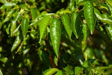 Alnus spaethii ME 200-250 P/K Alnus spaethii Mehrstämmig 200-250