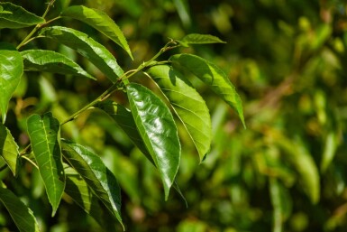 Alnus spaethii mehrstämmig 200-250