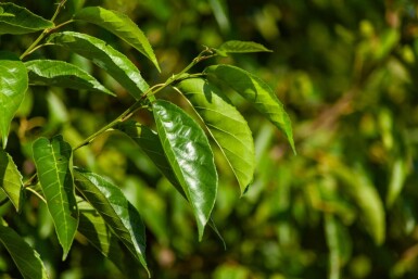 Alnus spaethii ME 200-250 P/K Alnus spaethii Mehrstämmig 200-250