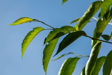 Alnus spaethii ME 200-250 P/K Alnus spaethii Mehrstämmig 200-250