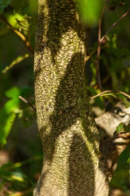 Alnus spaethii ME 200-250 P/K Alnus spaethii Mehrstämmig 200-250