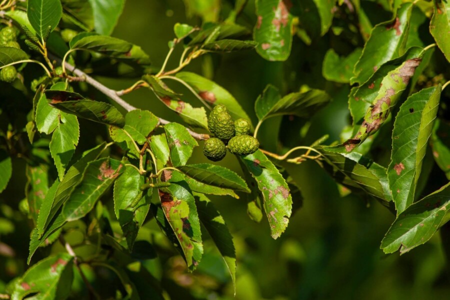 Alnus spaethii ME 200-250 P/K Alnus spaethii Mehrstämmig 200-250