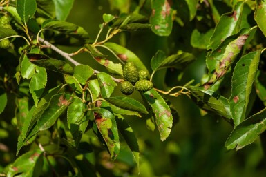 Alnus spaethii ME 200-250 P/K Alnus spaethii Mehrstämmig 200-250