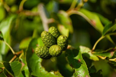 Alnus spaethii ME 200-250 P/K Alnus spaethii Mehrstämmig 200-250