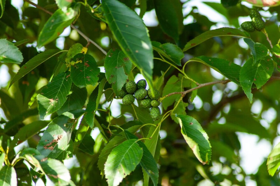 Alnus spaethii ME 200-250 P/K Alnus spaethii Mehrstämmig 200-250