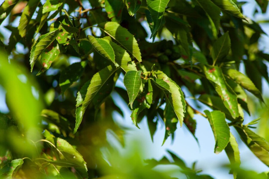 Alnus spaethii ME 200-250 P/K Alnus spaethii Mehrstämmig 200-250
