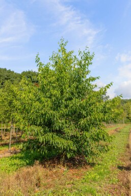 Alnus spaethii ME 200-250 P/K Alnus spaethii Mehrstämmig 200-250