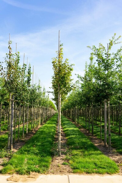 Amelanchier arborea 'Robin Hill' Amelanchier arborea 'Robin Hill'
