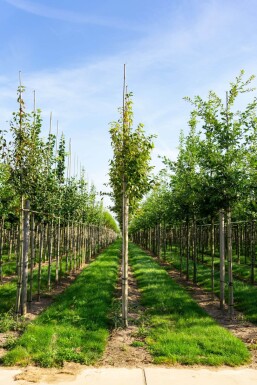 Amelanchier arborea 'Robin Hill'