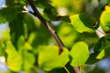 Amelanchier arborea 'Robin Hill' hochstamm 6/8