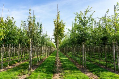 Amelanchier arborea 'Robin Hill' hochstamm 6/8