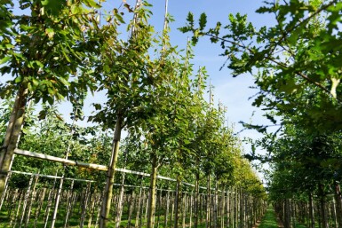 Amelanchier arborea 'Robin Hill' hochstamm 6/8