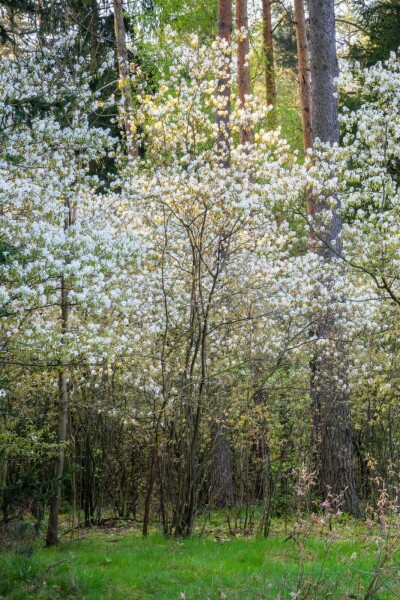 Amelanchier canadensis Amelanchier canadensis