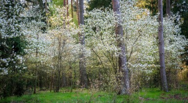 Amelanchier canadensis