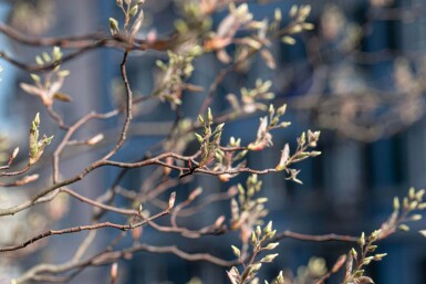 Amelanchier canadensis