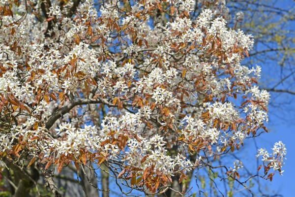 Amelanchier canadensis Hochstamm Amelanchier canadensis Hochstamm