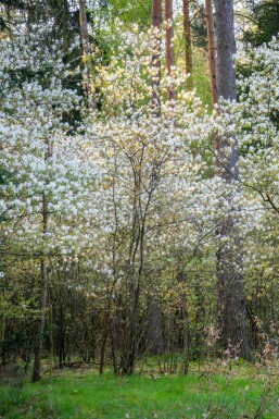 Amelanchier canadensis mehrstämmig 200-250